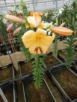 [4443 PO39 Morini No01.JPG]